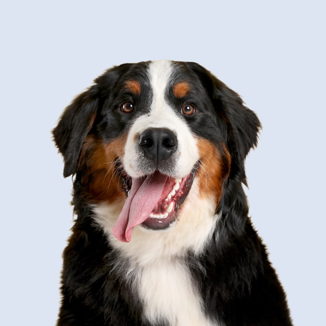 pet product fulfillment